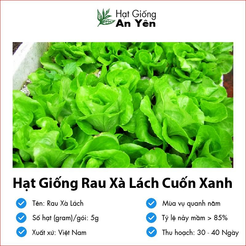 Hạt giống xà lách xanh thu hoạch sớm, dễ trồng, nảy mầm cao, sinh trưởng khoẻ