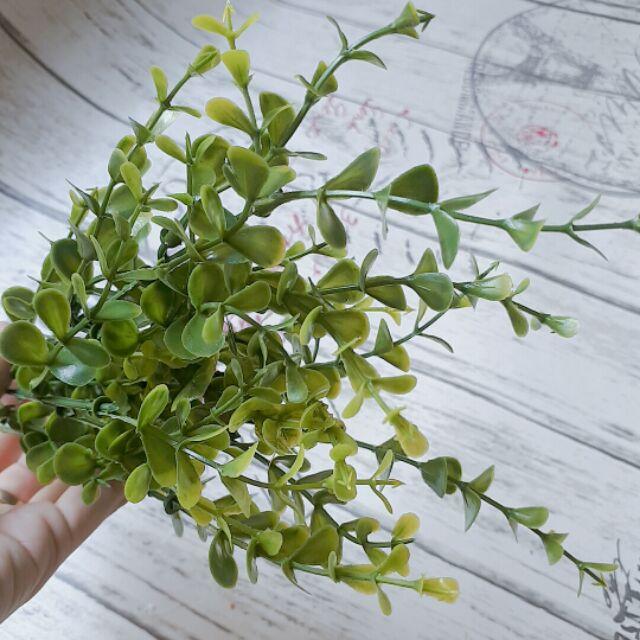Nhánh cỏ xanh lá tròn