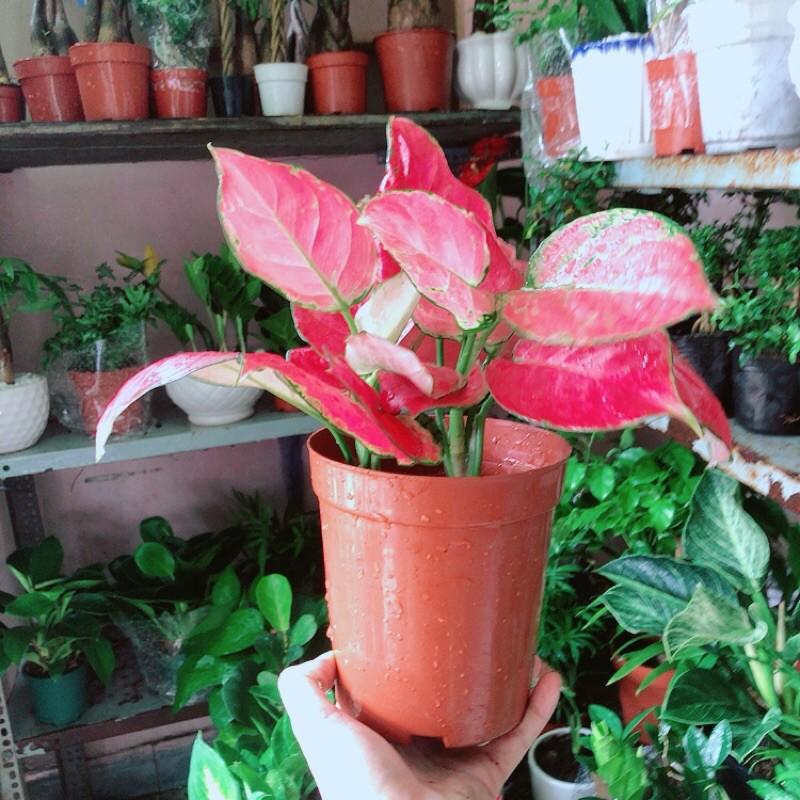 Vạn Lộc Hồng