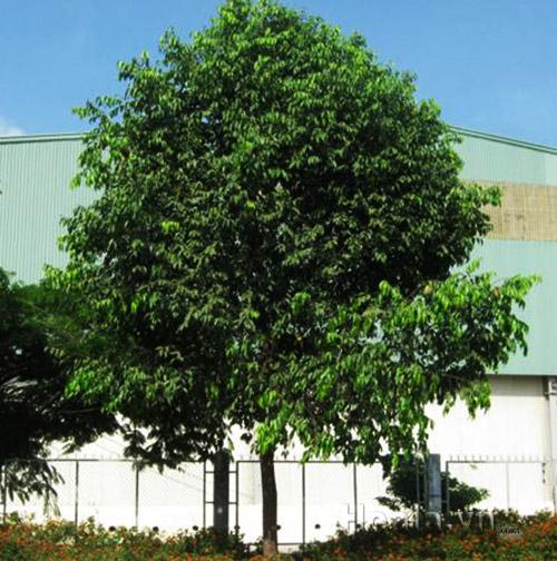 Cây giống TRÁM ĐEN