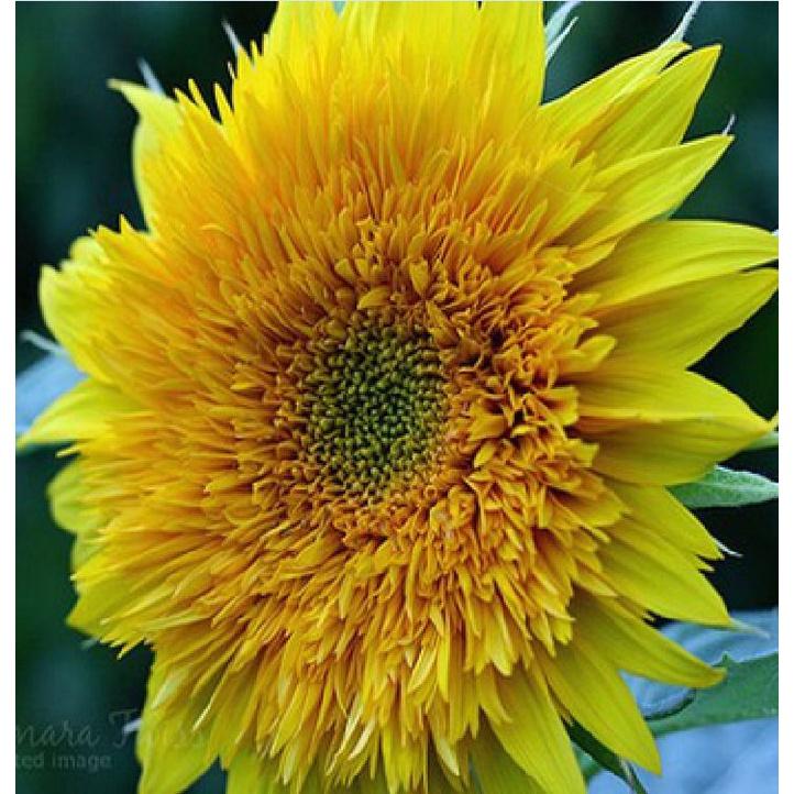 Hạt Giống Hoa Hướng Dương Kép Vàng Cam KNS3642 - Gói 20 hạt