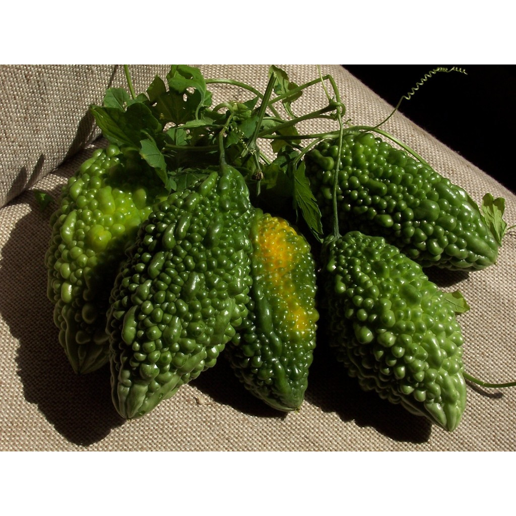 10 hạt giống khổ qua trái xanh
