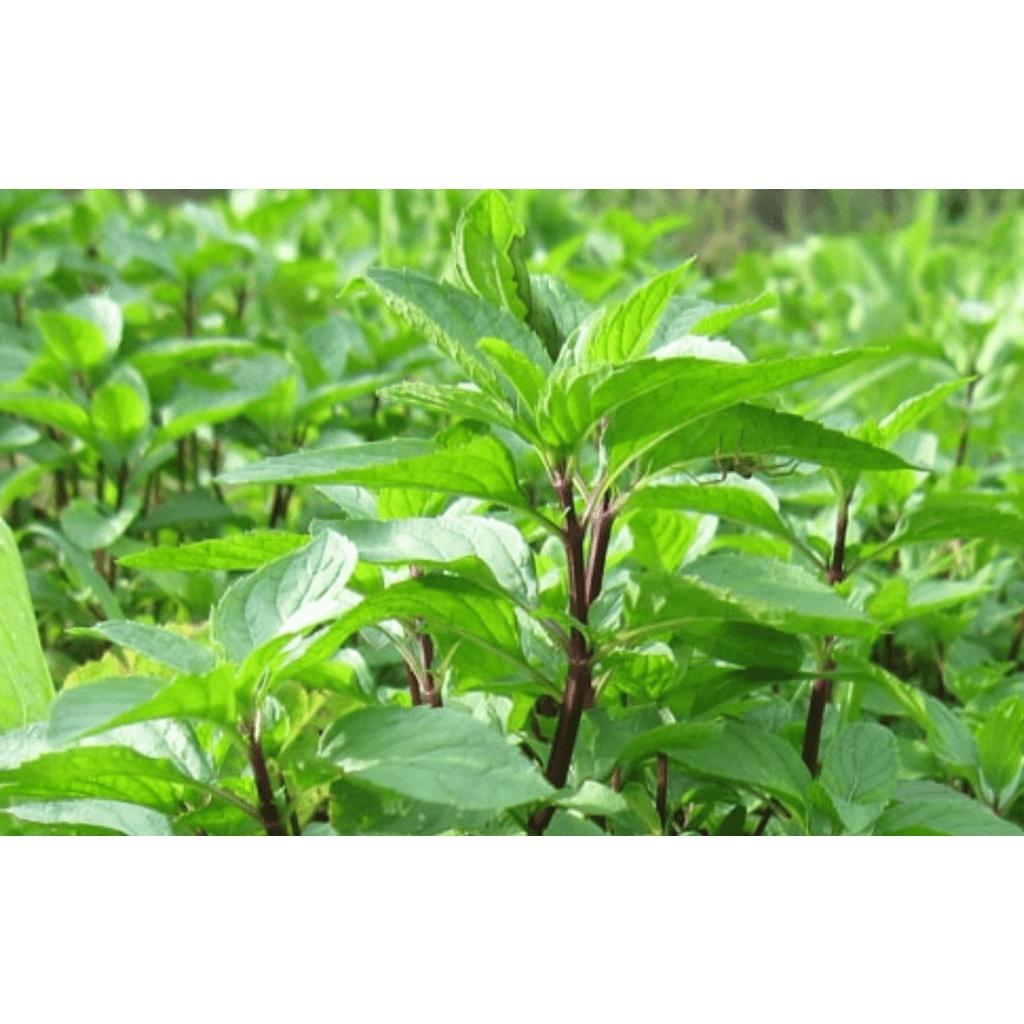 Hạt giống Rau Húng Quế Kim Long Cao Sản - Khu Vườn Ban Công