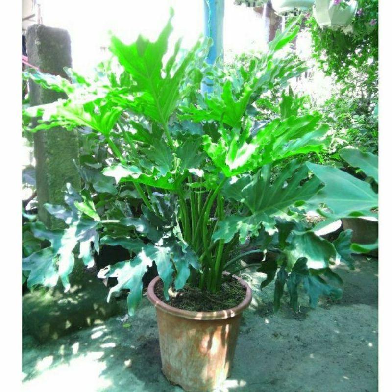 Trầu Bà Thanh Xuân