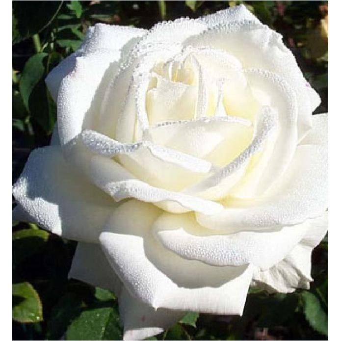 Combo 3 gói hạt giống hoa hồng trắng -gói 10 hạt-tặng kèm gói kích mầm