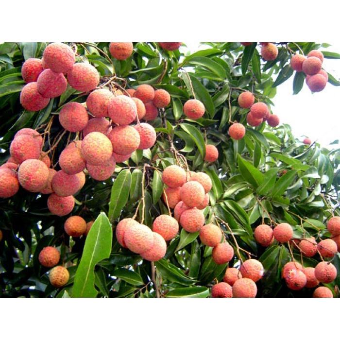 CÂY VẢI KHÔNG HẠT F1, SIÊU NGỌT, CÂY GIỐNG ĐẠI HỌC NÔNG NGHIỆP