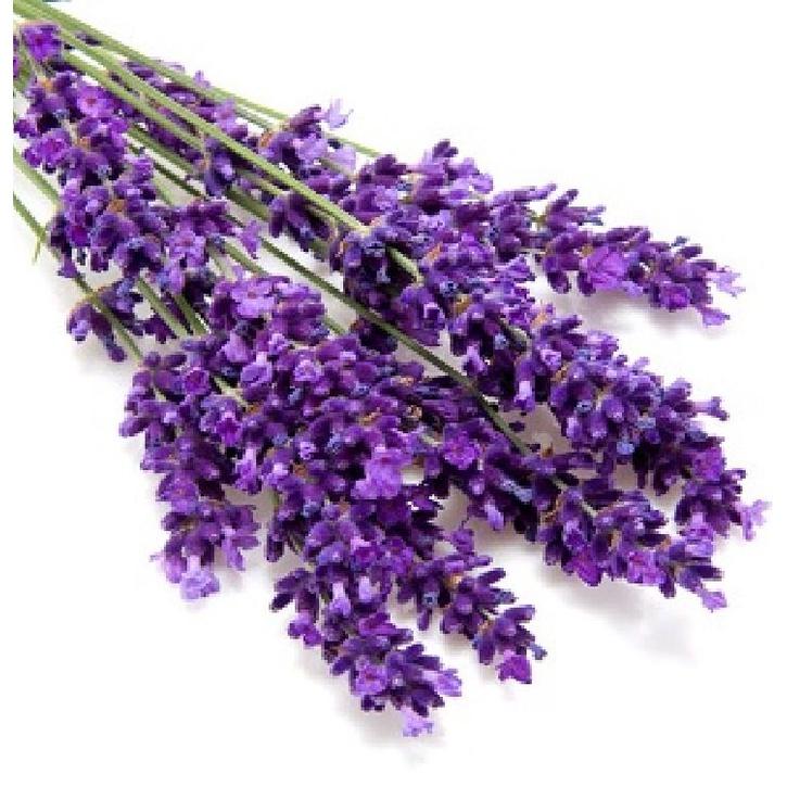 Hạt giống hoa oải hương gói 100 hạt