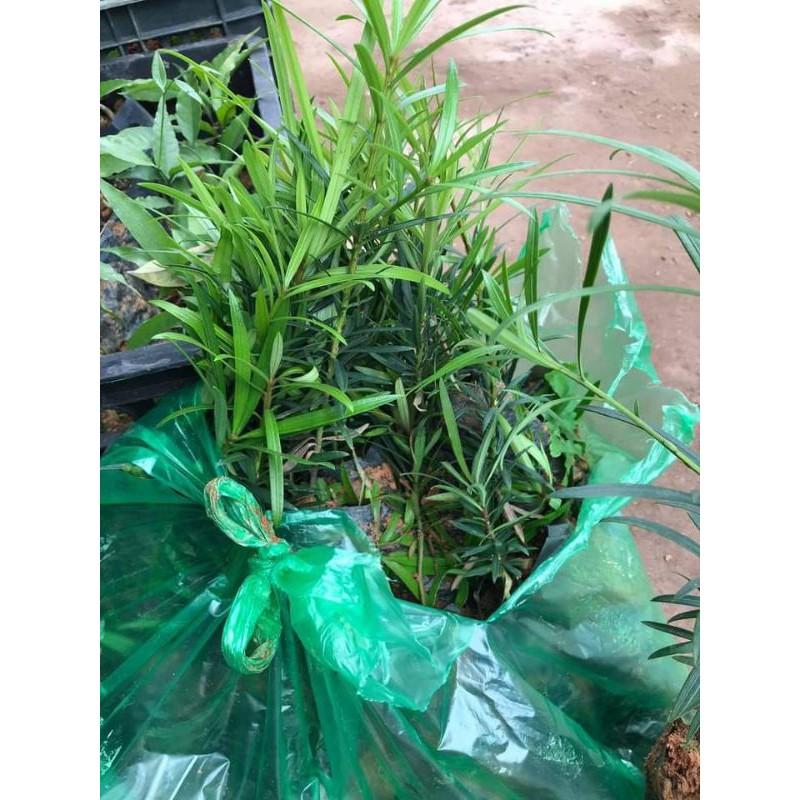 CÂY GIỐNG TÙNG LA HÁN