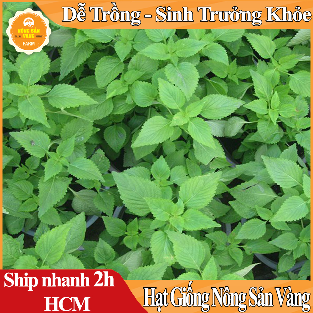 Hạt giống Cây Khương Giới (Kinh Giới) Sinh Trưởng Và Phát Triển Khỏe, Kháng Bệnh Cao (Gói 1 Gram) - Nông Sản Vàng