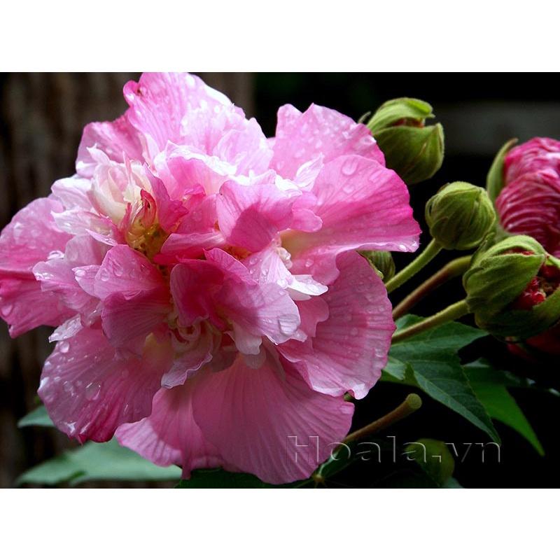 CÂY GIỐNG HOA PHÙ DUNG - chậu cây giống size to