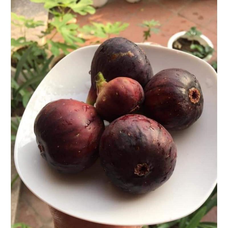 Cây Sung mỹ siêu ngọt cho quả sau 3 tháng trồng
