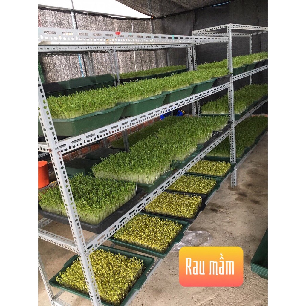 10 Khay trồng rau mầm, khay ươm rau mầm sạch, làm bằng nhựa PP an toàn KT 50x36x10