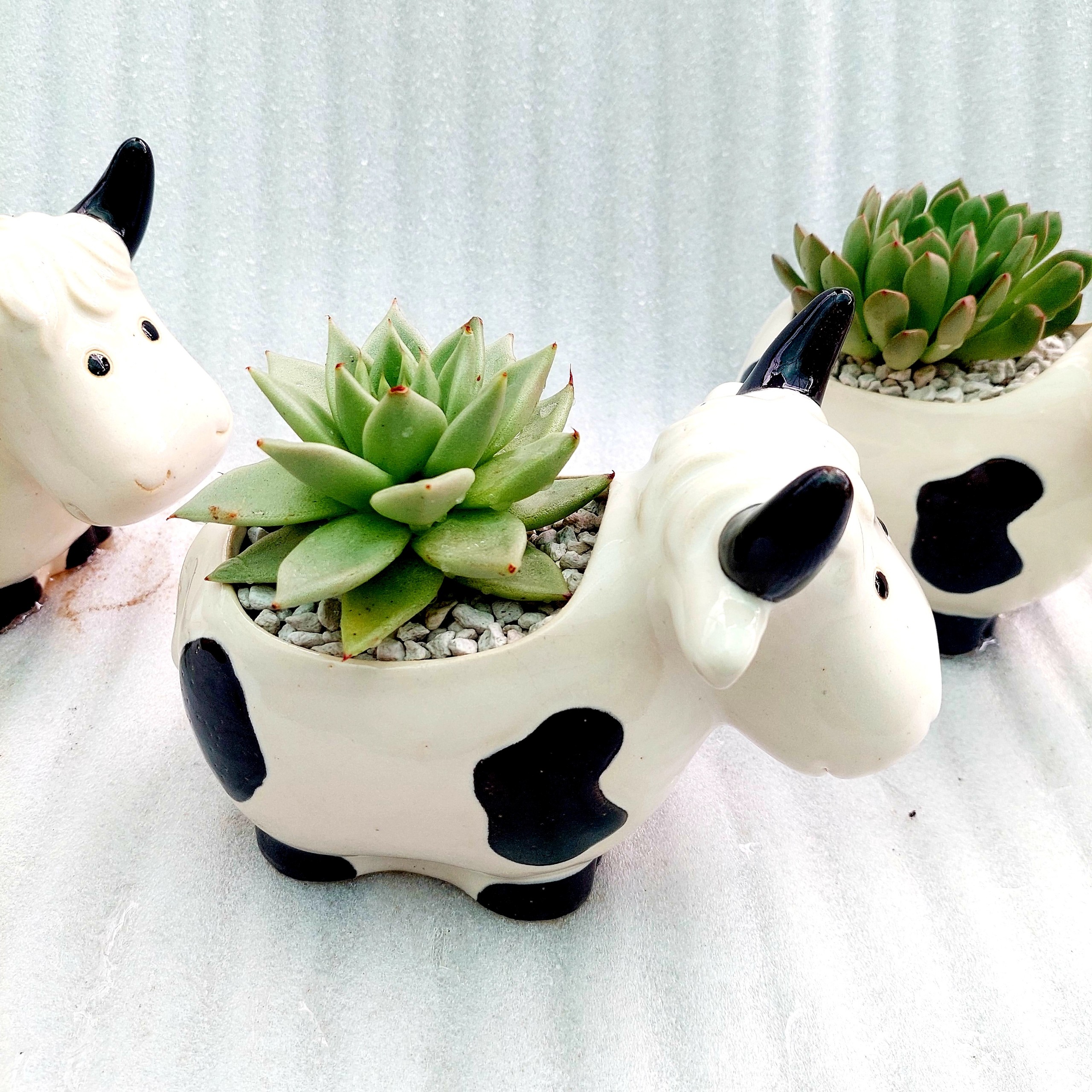 Chậu men - Bò sữa lớn vui vẻ cười, miệng chậu 10cm, chiều cao 17cm