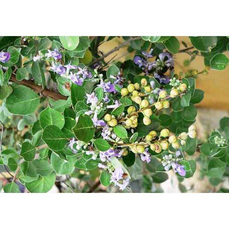 Hạt Màn Kinh Tử Khô kg 681sp