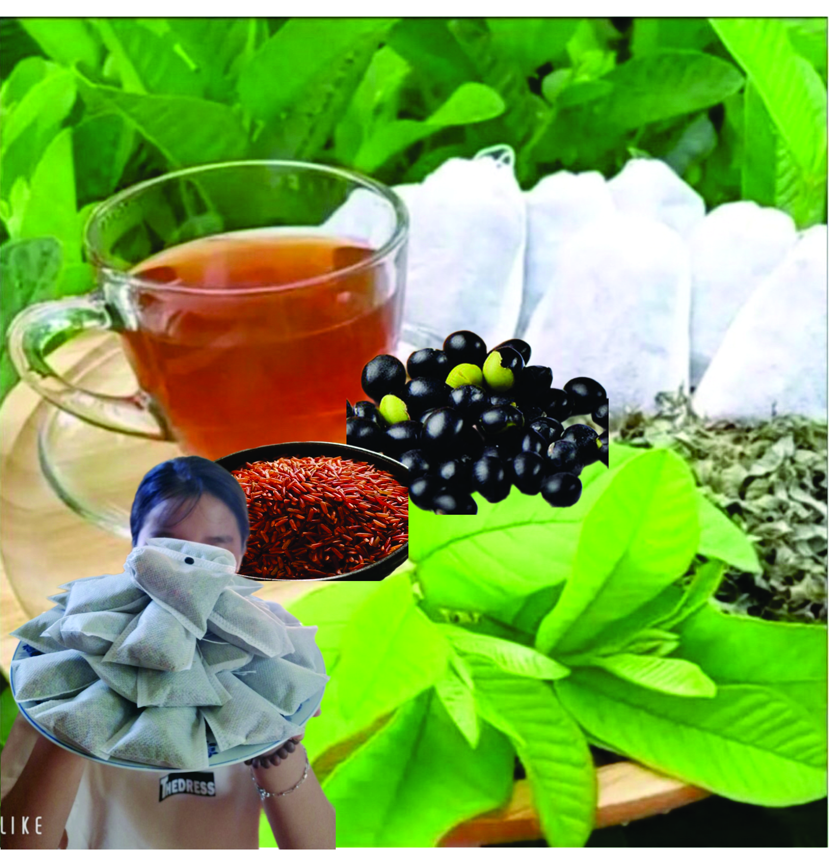 Trà lá ổi túi lọc ftaky - Tan mỡ giảm cân, ngừa tiểu đường (30 túi x 8g) túi to chà bá
