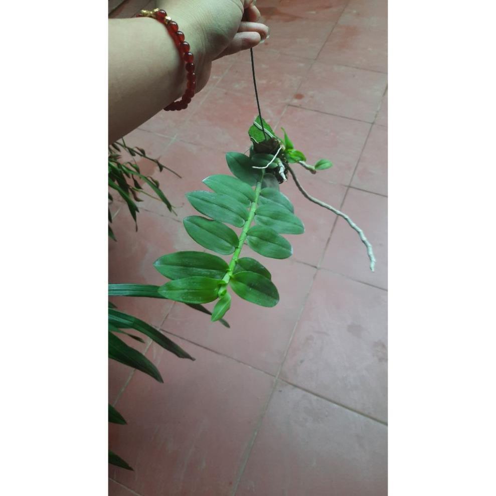 Hoa phong lan phi điệp tím thái+ 700g phân thỏ hữu cơ ki mập khỏe ấm chậu