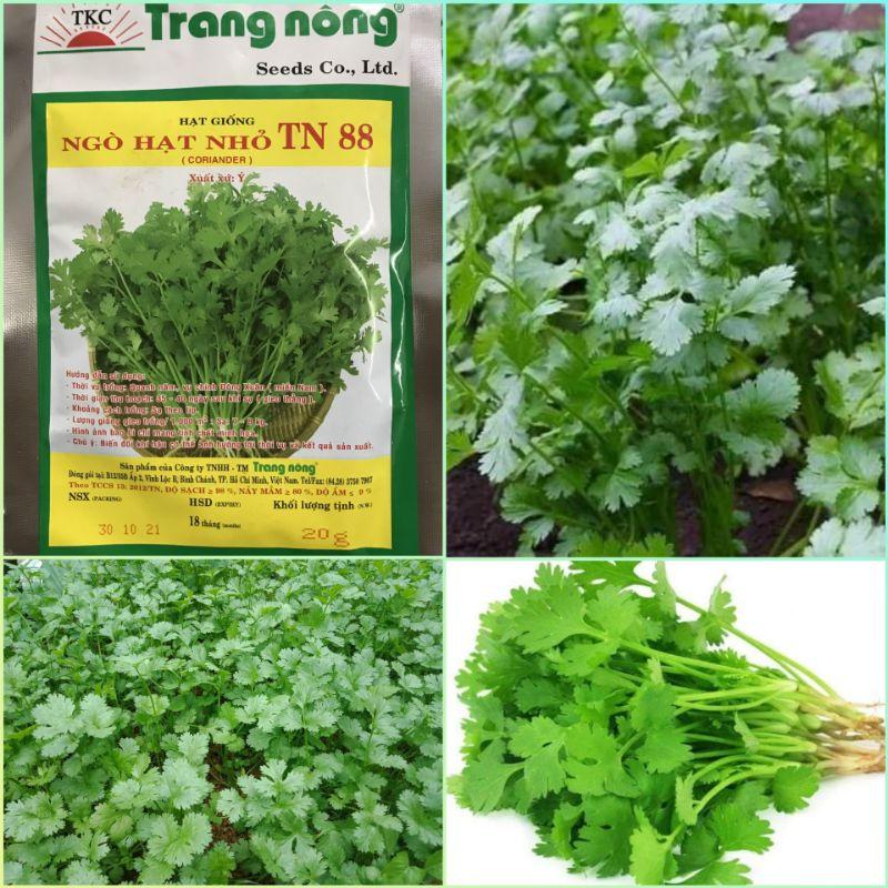 20gr Hạt giống ngò rí ta (rau mùi) Trang Nông trồng quanh năm