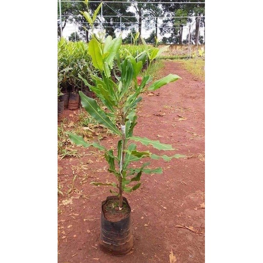 Cây giống macca ghép