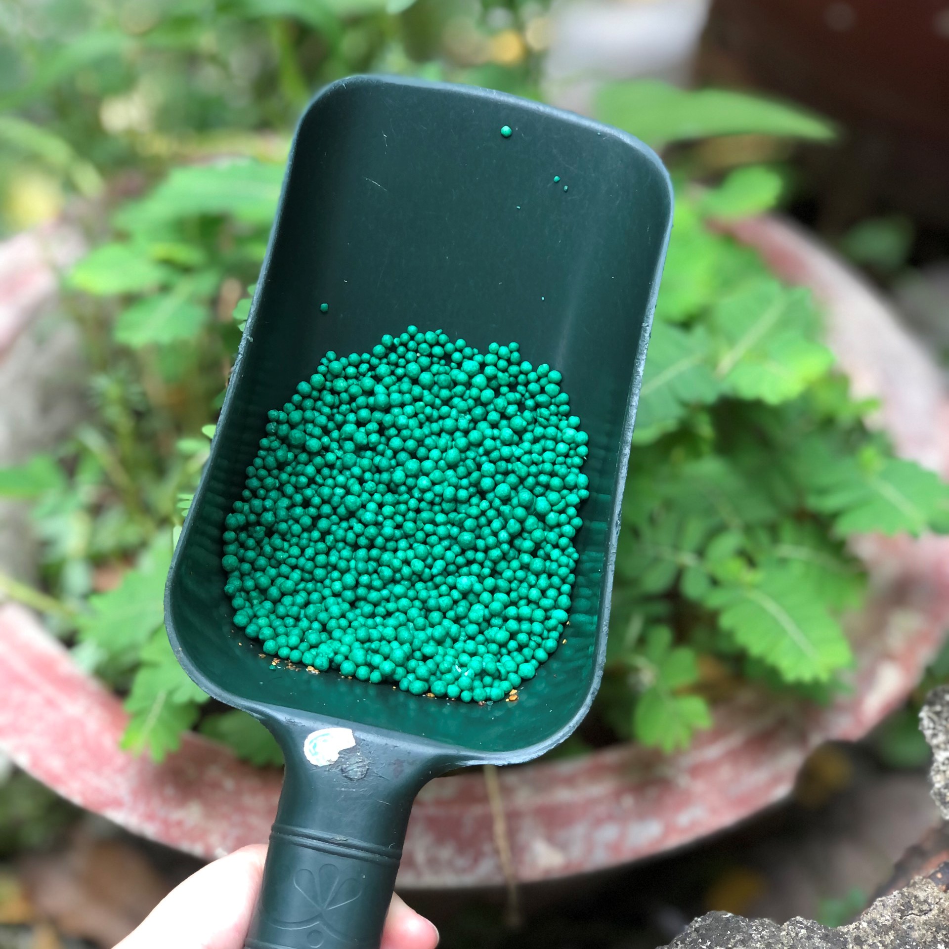 Phân tan Chậm Mỹ PoLyon hạt xanh - 16-6-12