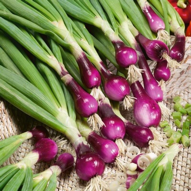 HẠT GIỐNG HÀNH LÁ GỐC TÍM TÚI 1G - TỶ LỆ NẢY MẦM CAO