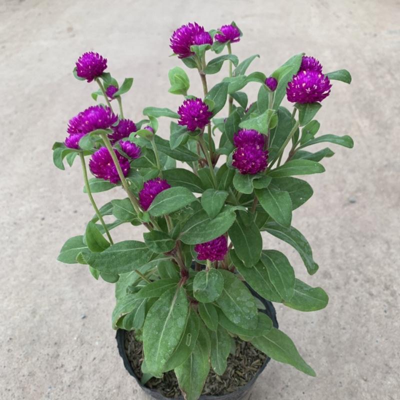 Cây cúc bách nhật cao 15cm, cây hoa cảnh nở rực rỡ trồng trang trí sân vườn, ven đường và công viên