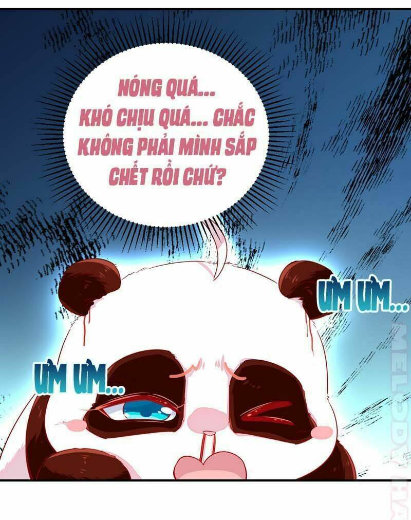 thiên thần gấu trúc muốn được ôm chapter 52 12