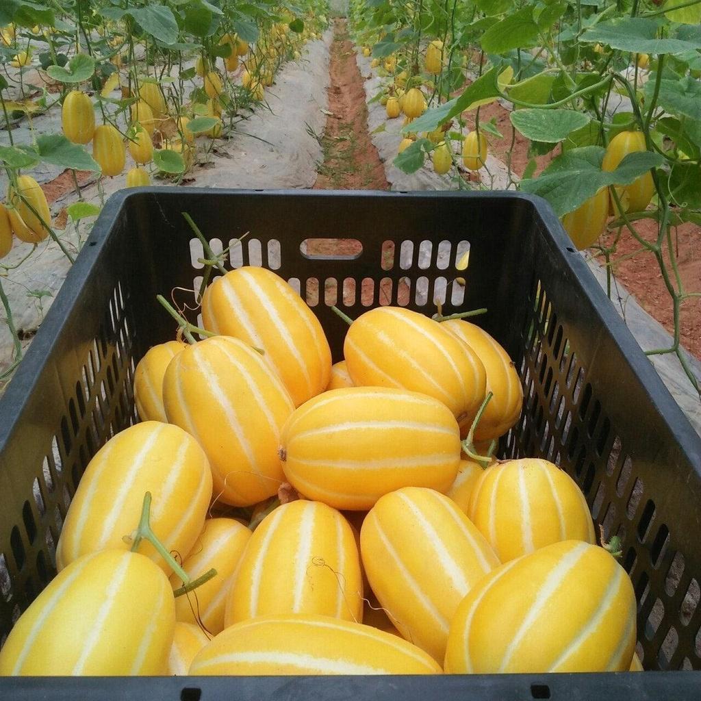 HẠT GIỐNG DƯA LÊ HÀN QUỐC - GIỐNG CHUẨN - GÓI 100 HẠT