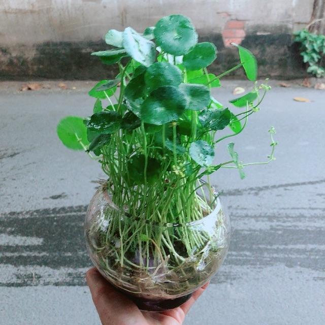Chậu Cỏ Đồng Tiền Thuỷ Sinh