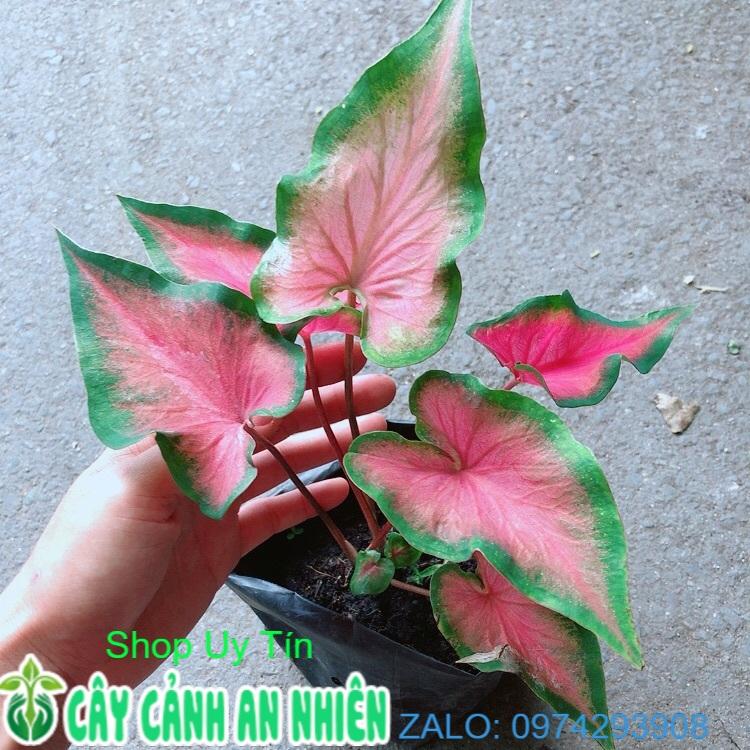Cây Môn Kiểng