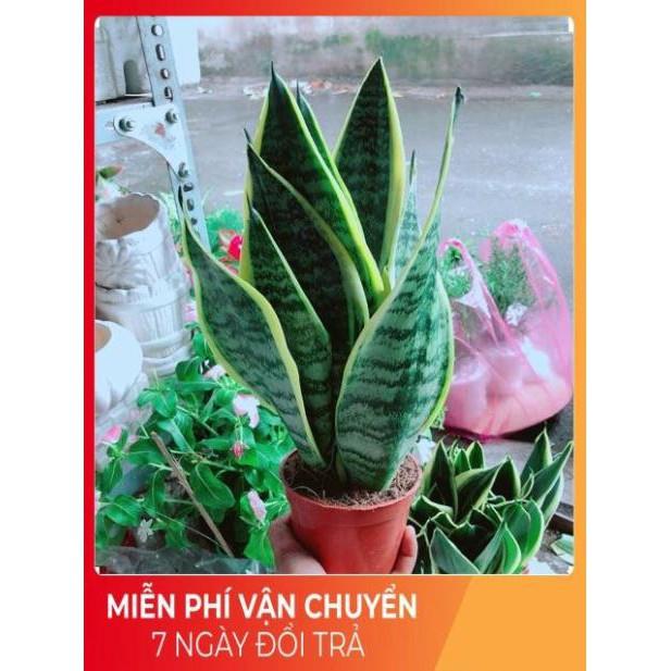 Lưỡi Hổ Cao
