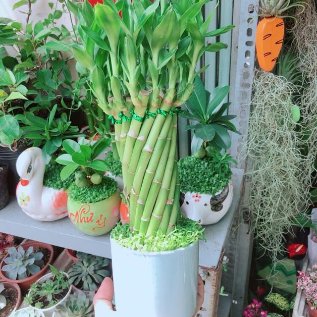 Chậu Trúc Phát Tài