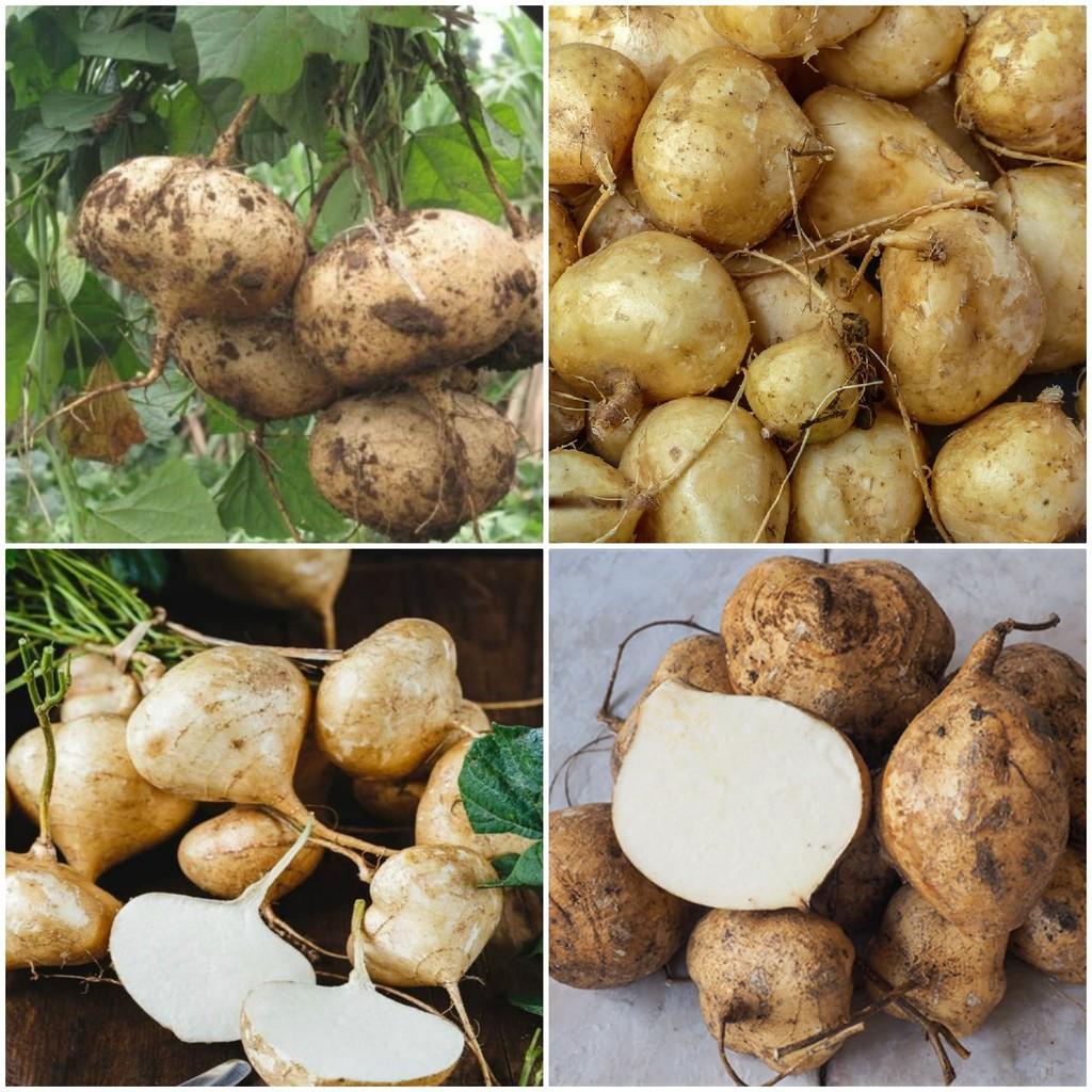 Hạt giống củ đậu cao sản F1