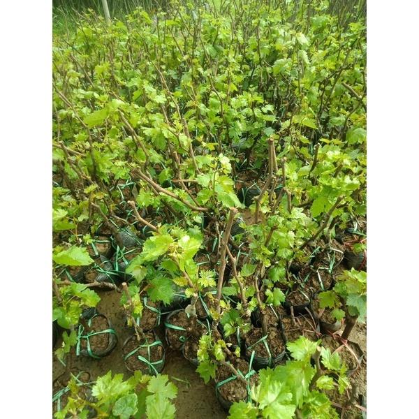 Cây nho ngón tay leo giàn rất sai quả dễ trồng