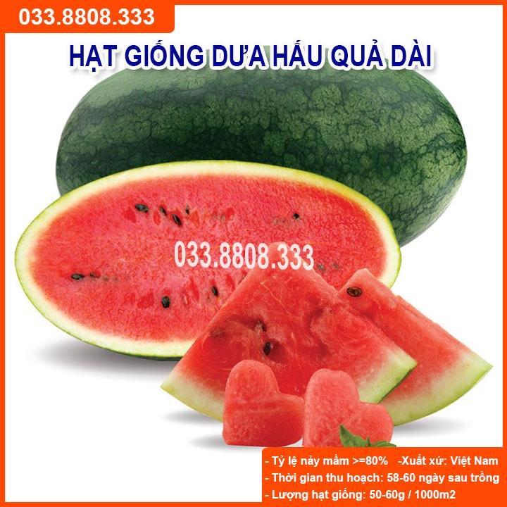 HẠT GIỐNG DƯA HẤU QUẢ DÀI TO 1gram - Dưa Hấu Năng Suất Cao