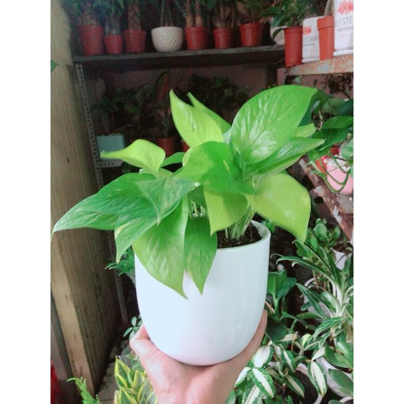 Chậu Cây Trầu Bà Thái