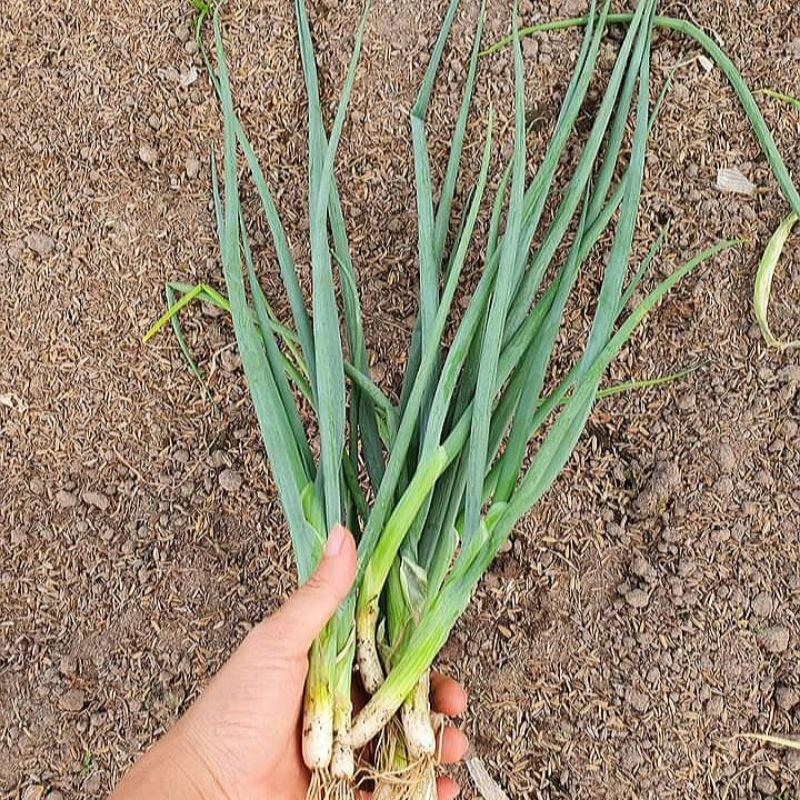 Hạt giống Hành Lá cao Sản gói 2,5gr