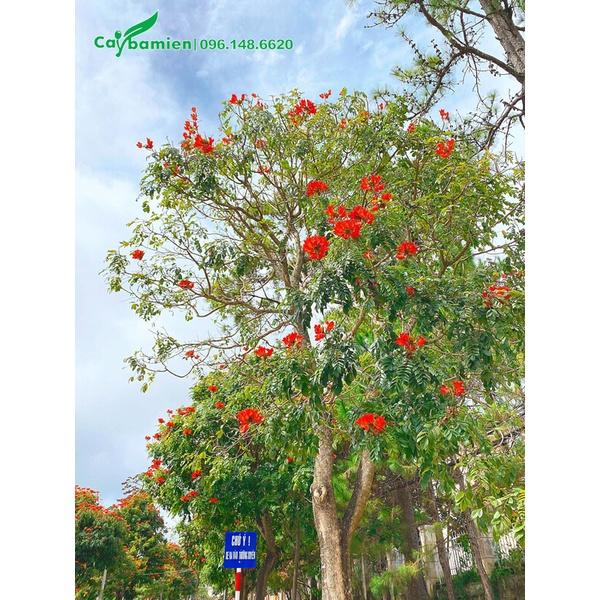 250 GRAM HẠT GIỐNG CÂY SÒ ĐO CAM  - HẠT ĐẸP TUYỂN CHỌN BAO NẢY MẦM. .(