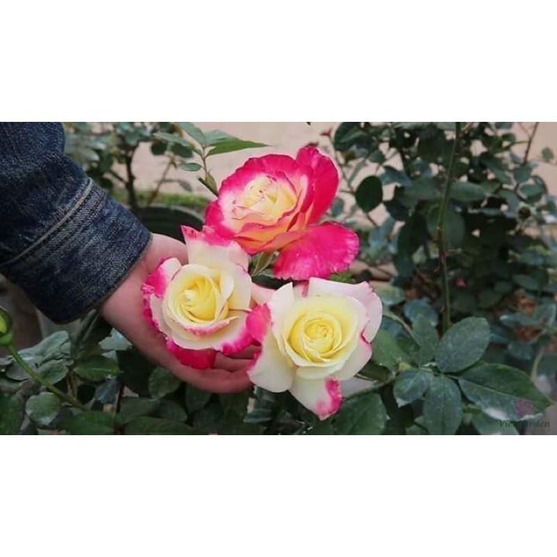 cây hoa Hồng  Double Delight rose