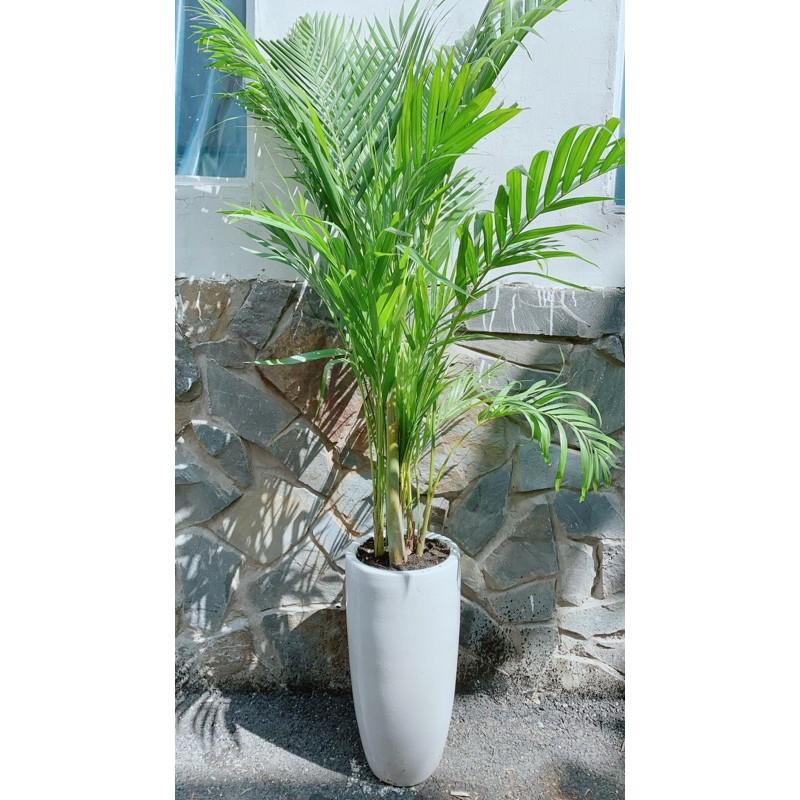 Chậu Cây Cau Kiểng