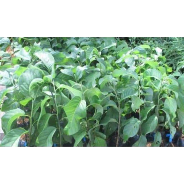 Sản phẩm CÂY NA ĐỎ CAO SẢN