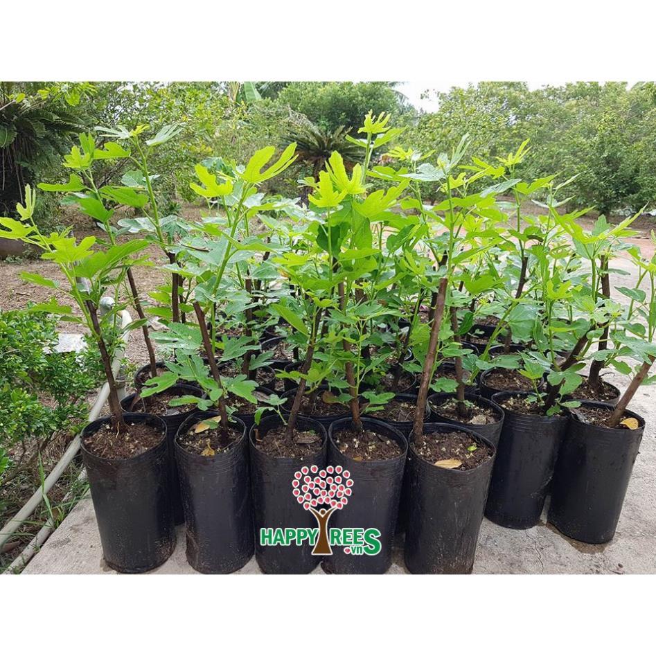 Cây sung mỹ giống -Không giao dc 19 tỉnh Miền Nam
