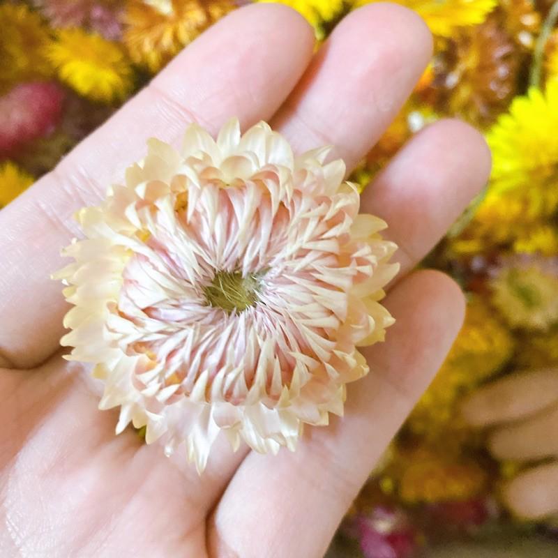 Hoa Bất Tử ️ Hoa khô Cúc Bất Tử trang trí cực đẹp (Hàng loại 1)