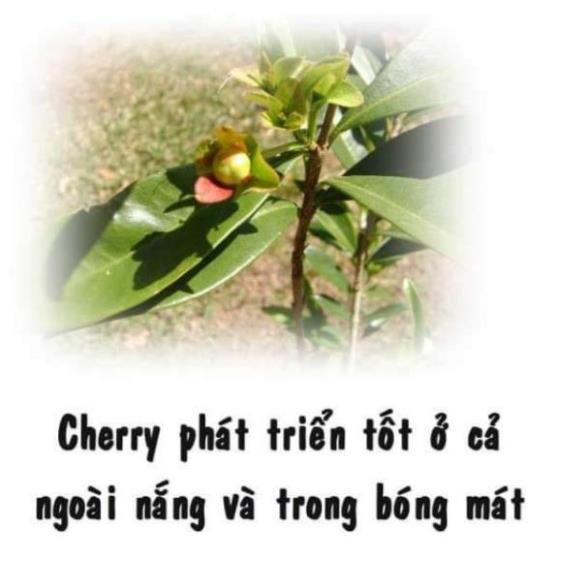 Sản phẩm CÂY GIỐNG CHERRY MỸ ĐỎ