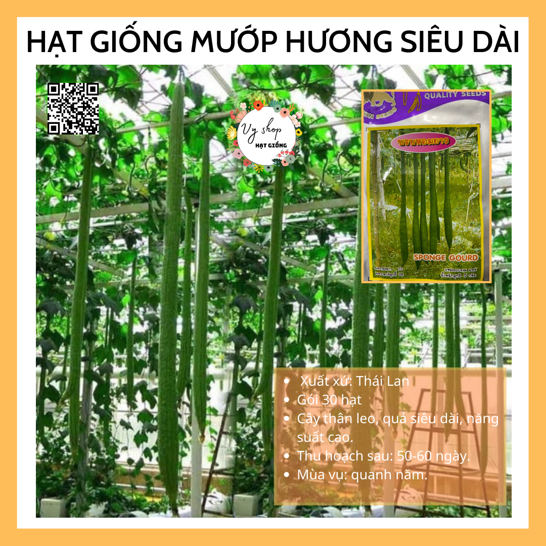 Hạt giống mướp hương siêu dài Thái Lan