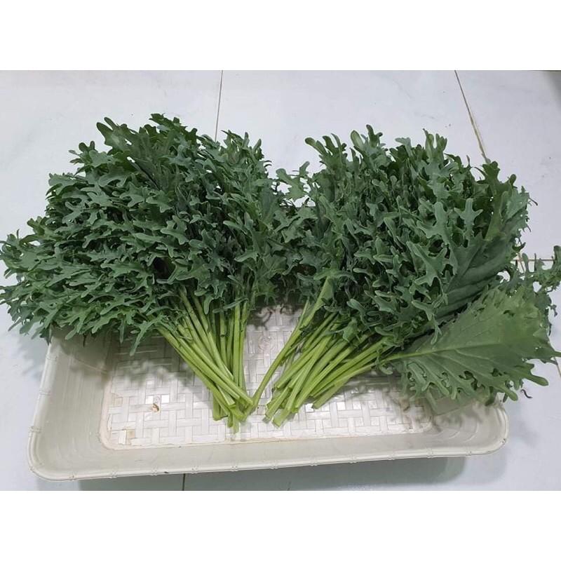 Hạt giống cải kale rong biển mỹ f1