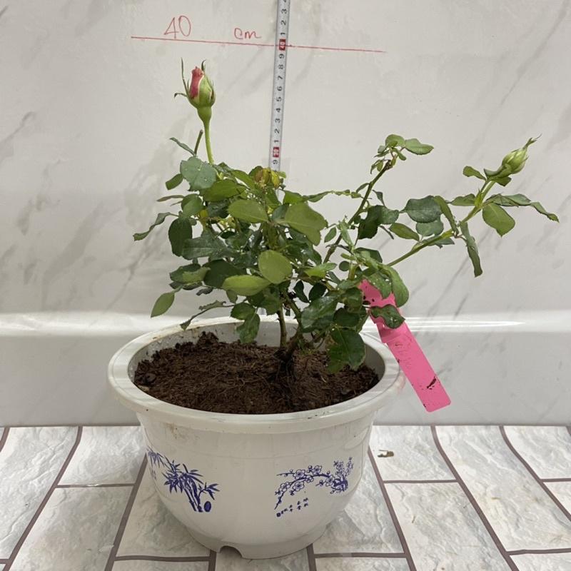 Chậu cây hoa Hồng kolokolo size to, cây chiết nguyên bản