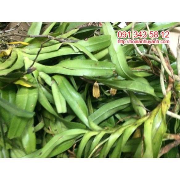 Com bo lan giáng hương tam bảo sắc