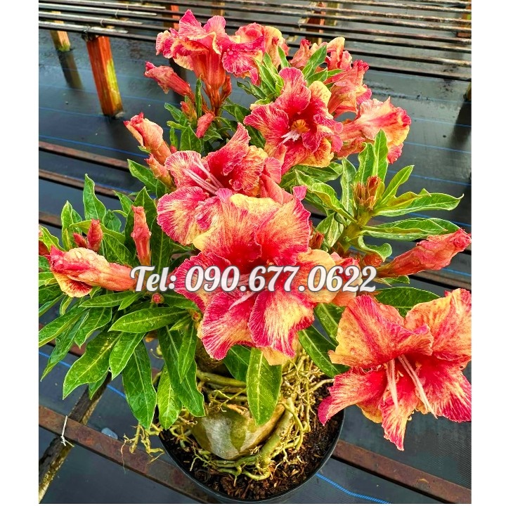 Hạt giống hoa sứ Taiwan ghép cánh to màu vàng đỏ - Bịch 10 hạt – Mã số 1240