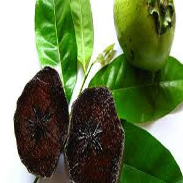 CÂY GIỐNG HỒNG ĐEN SOCOLA