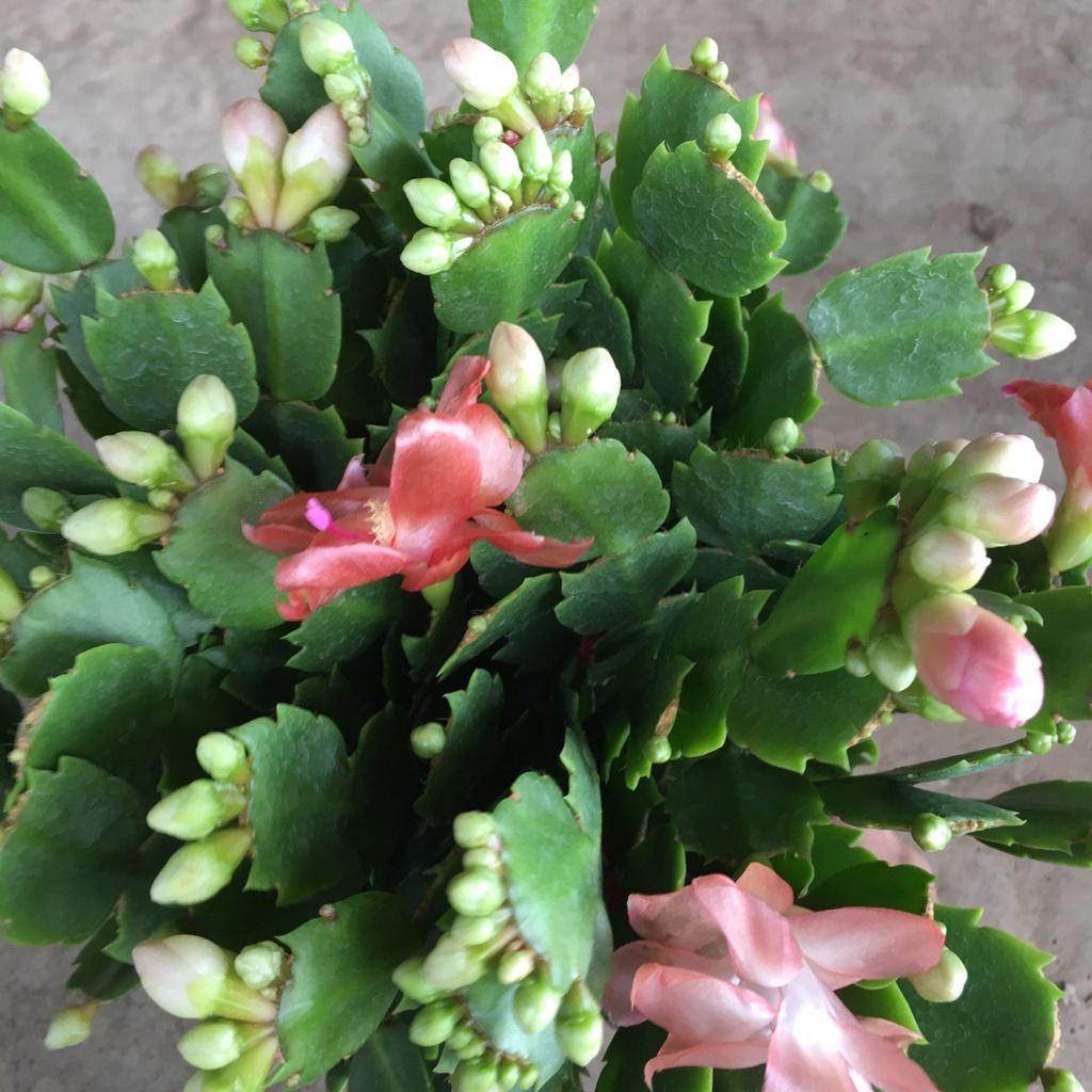 Cây LAN CÀNG CUA Để Bàn Siêu Nụ,Bụi Xum To Nhiều Nhánh